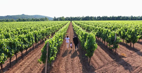Alghero: Winery Tour with Wine and Food Tasting