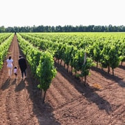 Alghero: Weingut-Tour mit Wein- und Lebensmittelverkostung