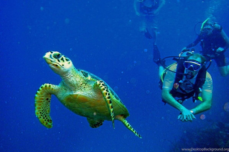 Fethiye : Excursion de plongée sous-marine avec instructeur et déjeuner