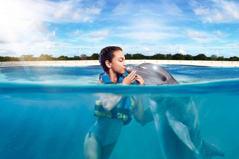 Aventura e encontro interativo com golfinhos em Punta CanaNatação com golfinhos