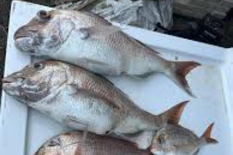 Kotor: Fishing Experience with 100% guaranteed catch