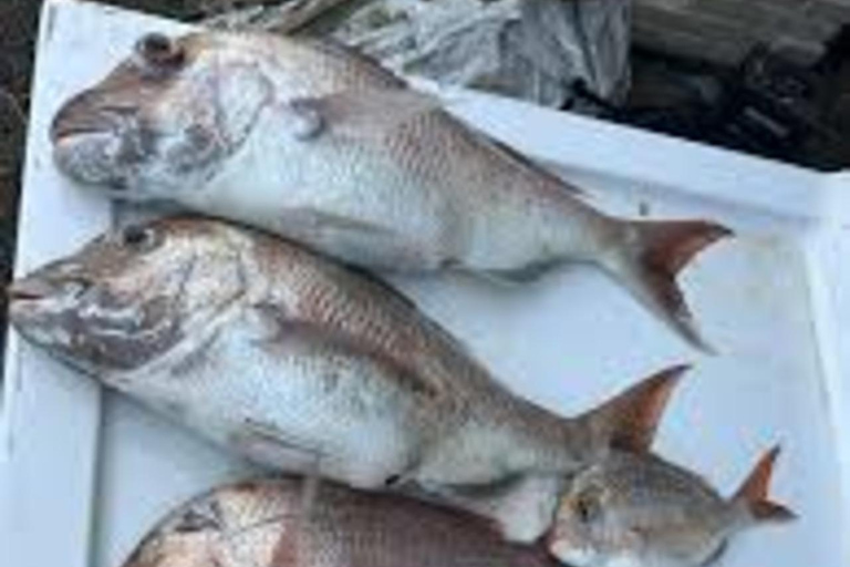 Kotor: Fishing Experience with 100% guaranteed catch