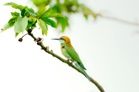 Galle Day Trip with a transfer to your next destination from Ella to Colombo/Negombo drop