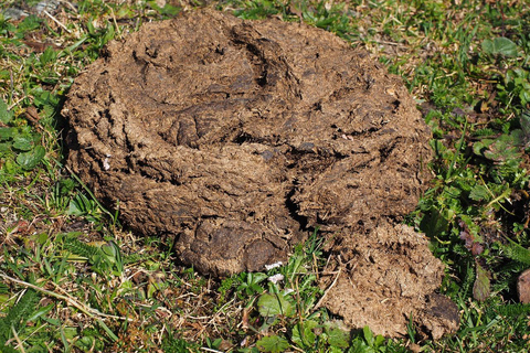 Jaipur: Cow Dung Wall Application Workshop