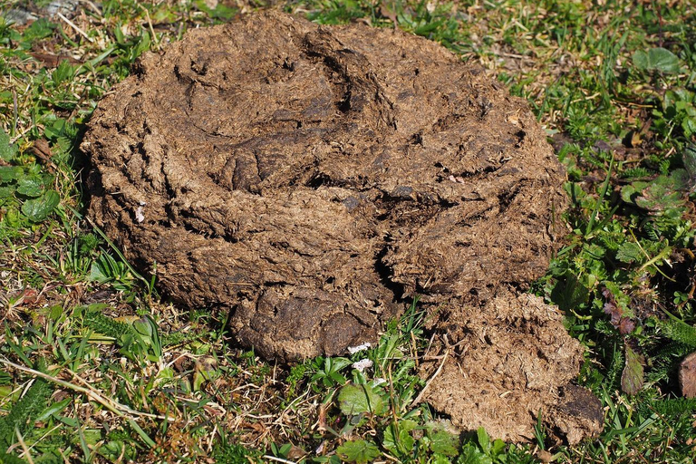 Jaipur: Cow Dung Wall Application Workshop