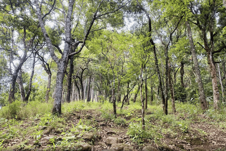 Chiang Mai: Hmong Village, Doi Suthep and Wat Pha Lat Trek