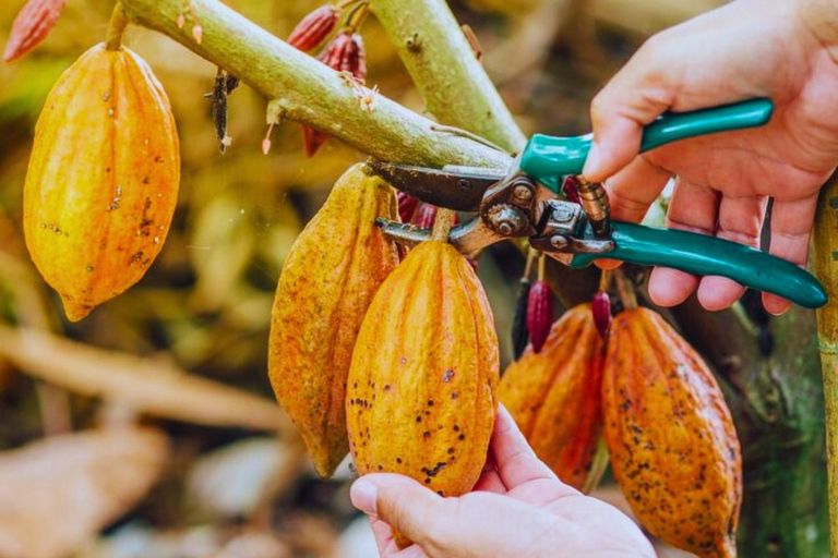 Tour de café, cacau e trekking em Minca: Natureza, cultivos e produção