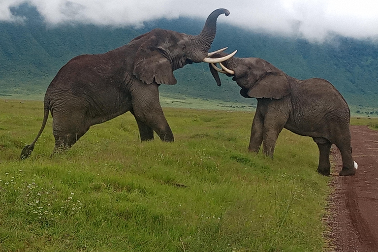 Arusha: Safari de acampamento económico de 4 diasArusha: Safari de 4 dias com acampamento e orçamento acessível