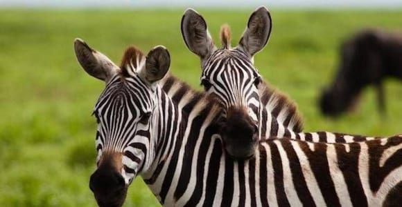 Zanzibar: Mikumi Safari Day Trip with Scenic Flights