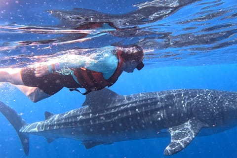 Whale Shark Adventure from Cancun and Mayan Riviera