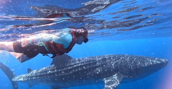 Whale Shark Adventure from Cancun and Mayan Riviera