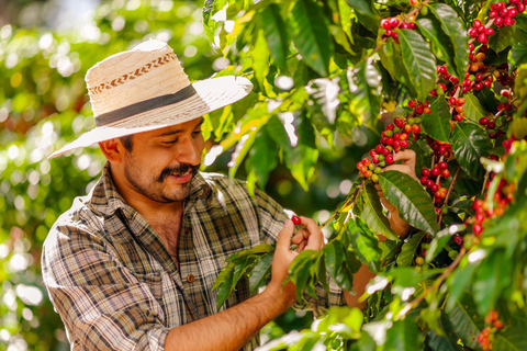 Rio de Janeiro: Coffee Farm Tour with Tasting