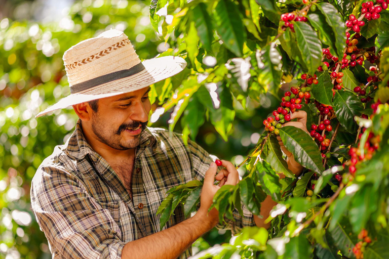 Rio de Janeiro: Coffee Farm Tour with Tasting