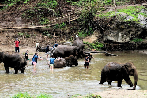 Chiang Mai: Living Green Elephant Sanctuary & Intanon Hiking Chiangmai: Elephant Sanctuary & Inthanon Hiking