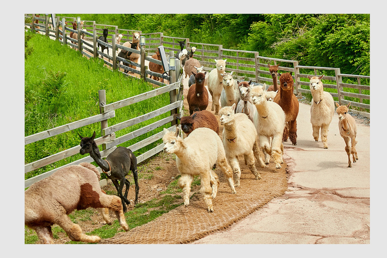 Seoul: Private Luxury Vehicle Tour - English or Spanish Seoul 5 Hour Tour - Escalade