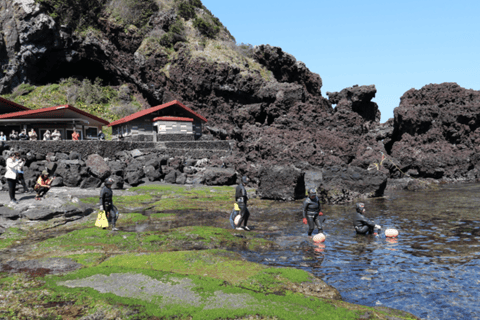 Jeju: Winter East Snow, Camellia, Tangerine Picking Tour