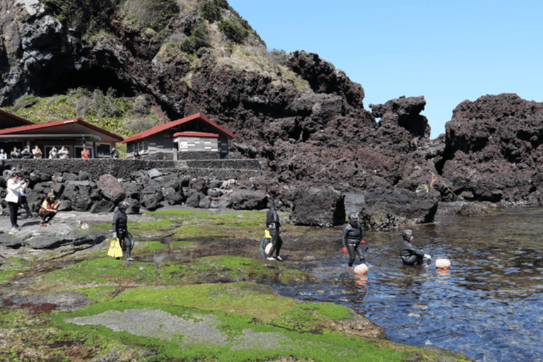Jeju: Winter East Snow, Camellia, Tangerine Picking Tour
