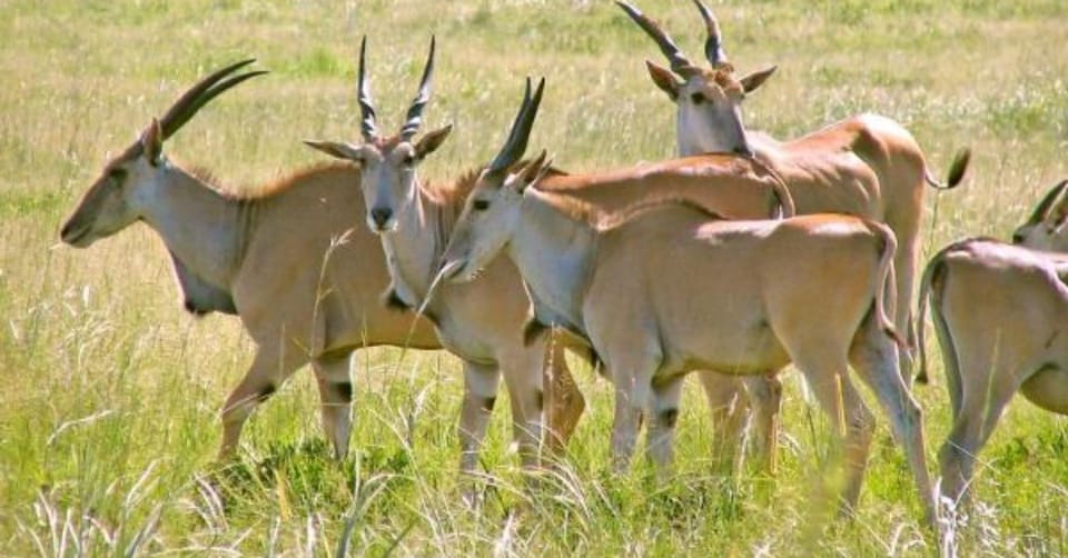 Safari de 2 días por el Parque Nacional de Awash GetYourGuide