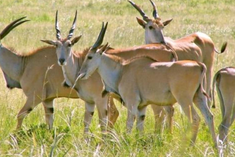 2 Days Wildlife Safari to Awash National Park