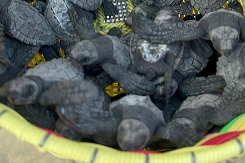 Puerto Escondido: Unforgettable Turtle Release Experience