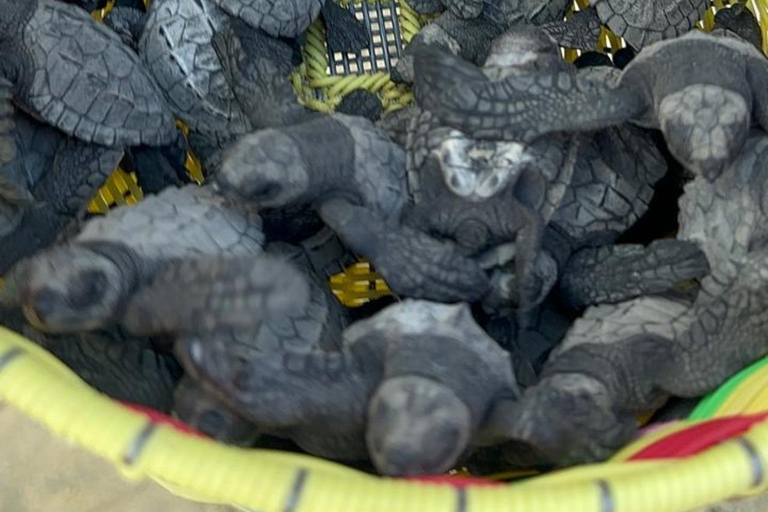 Puerto Escondido: Unforgettable Turtle Release Experience