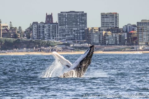 Newcastle Whale Watching Cruise