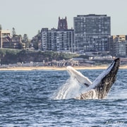 Newcastle: Humpback Whale Watching Cruise and Harbor Tour