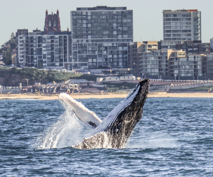 Newcastle Whale Watching Cruise
