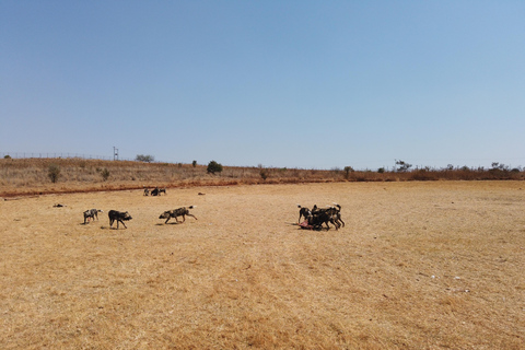 Joanesburgo: Safári na Reserva Natural de Rinocerontes e Leões