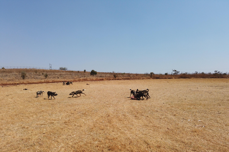 Johannesburg : Safari dans la réserve naturelle des rhinocéros et des lions