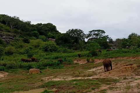 Z Dambulla/Sigiriya/: Park Narodowy Minneriya 4-godzinne safari