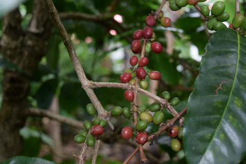 Arusha: Tour do café e/ou aula de cerâmica com almoçoTour do café com almoço