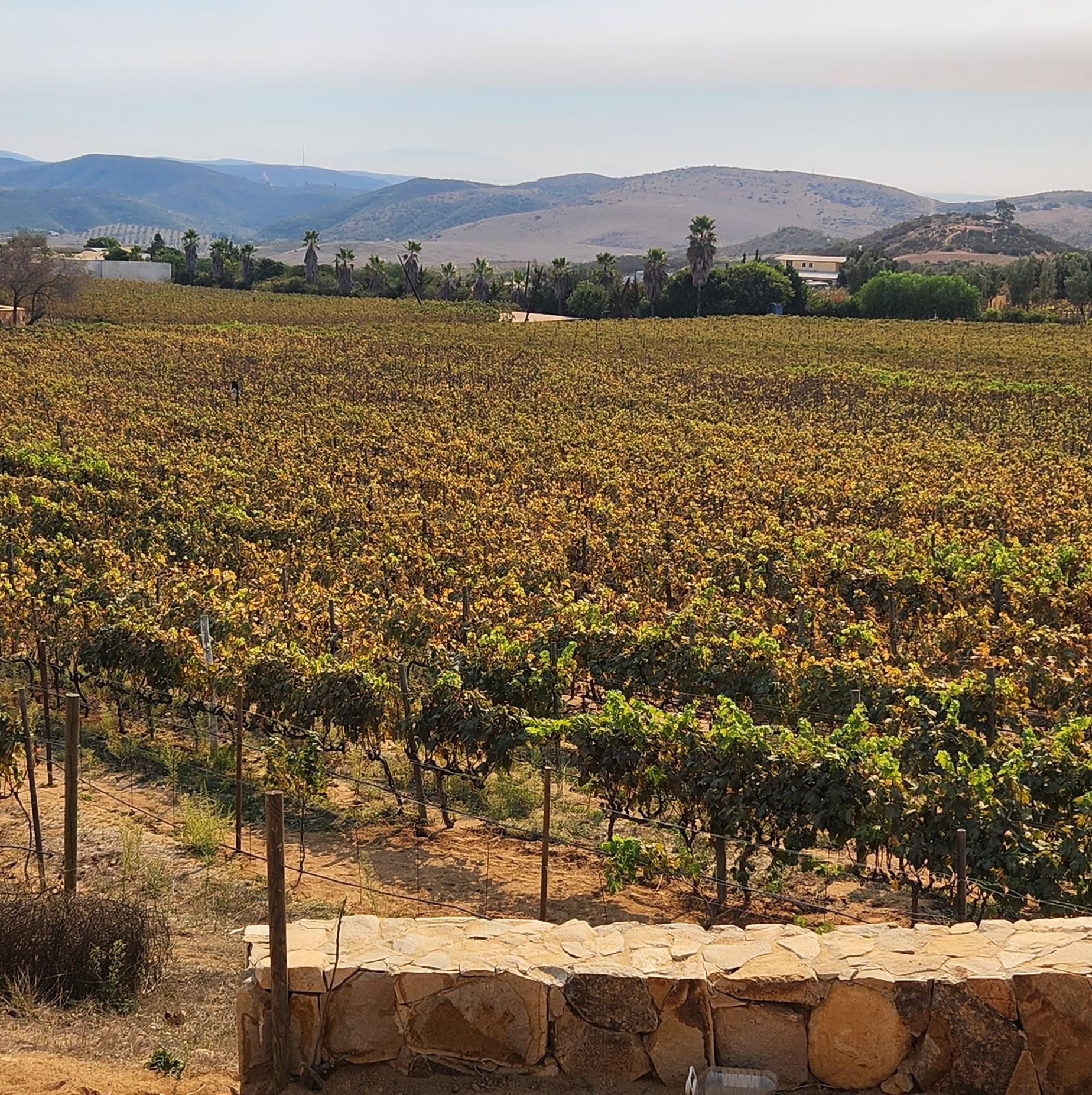 Hummer-Mittagessen und Weinproben im Valle de Guadalupe inbegriffen
