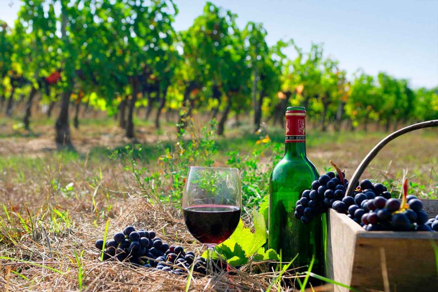 Tour del vino: 4 cantine in un giorno