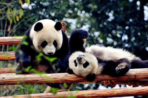Chengdu: Panda Base and Leshan Giant Buddha Day Tour