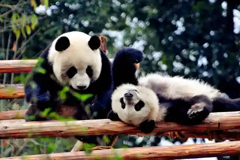 Chengdu: Private Kung Fu Panda Movie Tour with Guide
