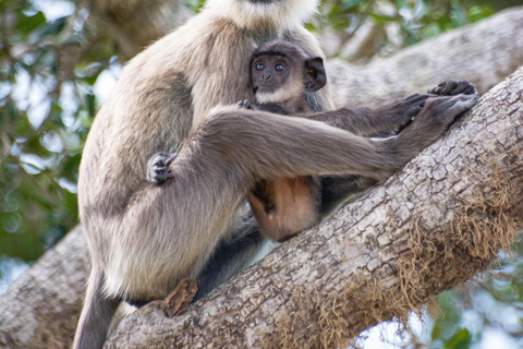 Ella: Udawalawa safaridrop: Tangalle / Mirissa / Galle