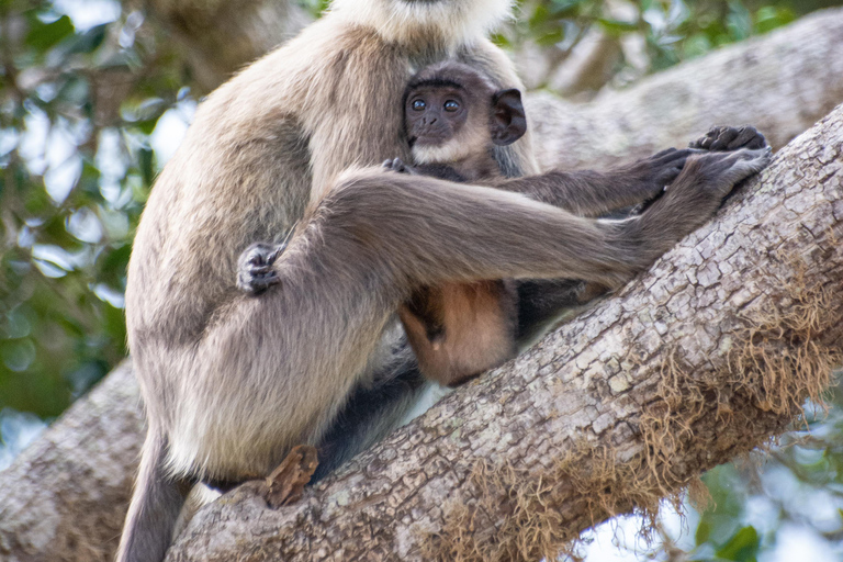 Ella: Udawalawa safaridrop: Tangalle / Mirissa / Galle