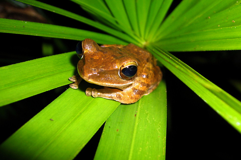 Jungle Night Tour : Finding Snakes and Night Species Jungle Night Tour : Finding Snake and night species