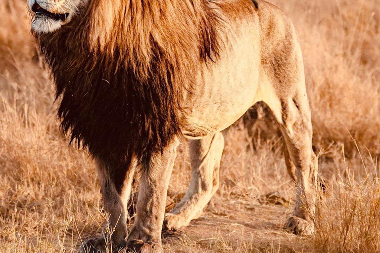 Arusha: 3 dagar i Tarangire, Serengeti och Ngorongoro3 dagar i Tarangire, Serengeti och Ngorongoro