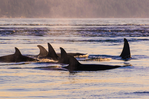 Anacortes: Whale and Orca Boat Tour near Seattle