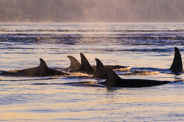 Anacortes: Whale and Orca Boat Tour near Seattle