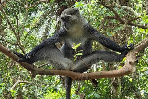 Zanzibar: Masingini Forest, Monkeys & Zipline adventure Masingini Forest, Monkeys & Zipline adventure & transfer