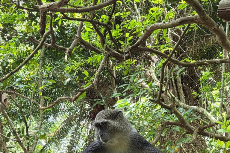 Zanzibar: Masingini Forest, Monkeys & Zipline adventure Masingini Forest, Monkeys & Zipline adventure & transfer