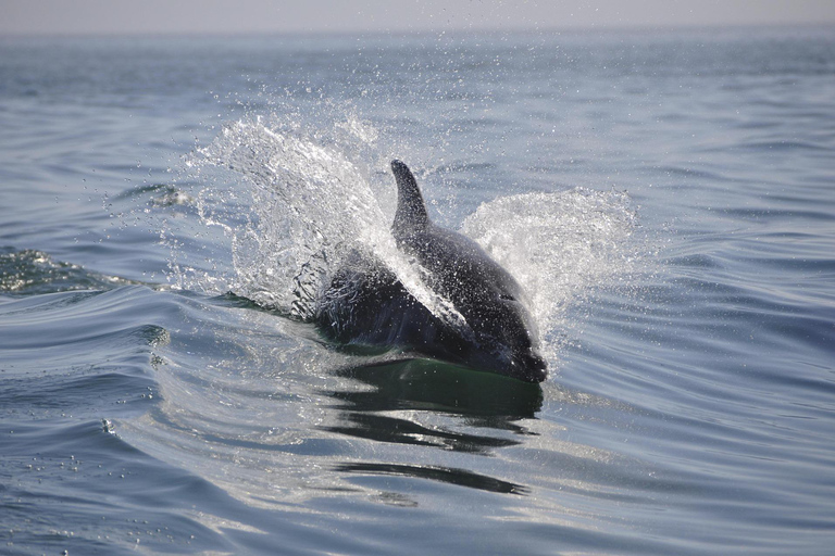 Muscat: Dolphin Watching and Historic Coastline Boat Tour Tour with Pickup and drop