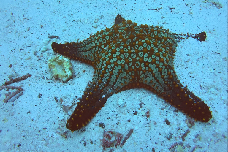 BUCEO EN MOSQUERA - TESOROS DEL BUCEO EN GALÁPAGOS