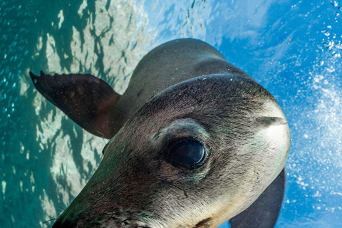 Espiritu Santo Island: Snorkeling Sea Lion Adventure