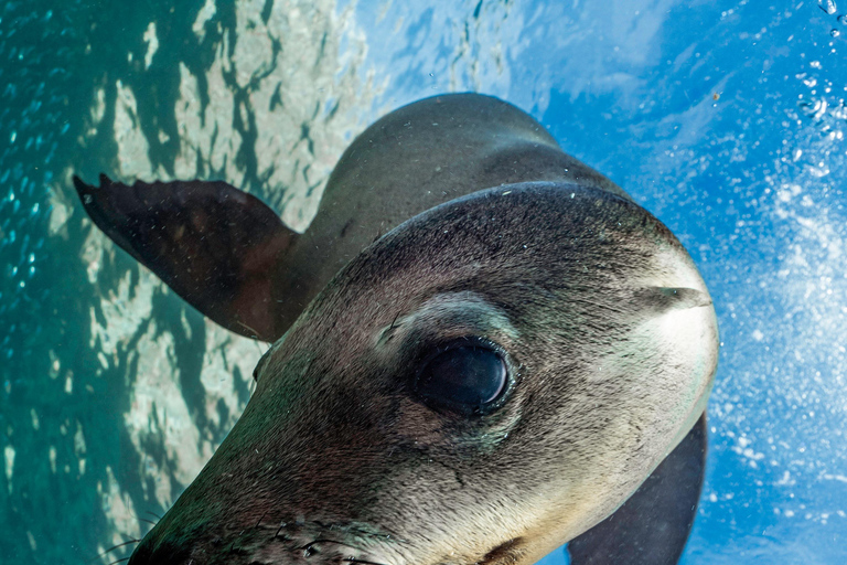 Espiritu Santo Island: Snorkeling Sea Lion Adventure