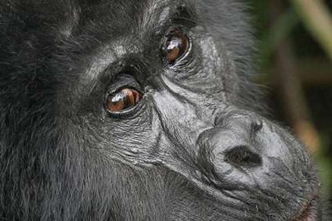 Entebbe: 4-Day Gorilla and Chimpanzee Trekking Tour