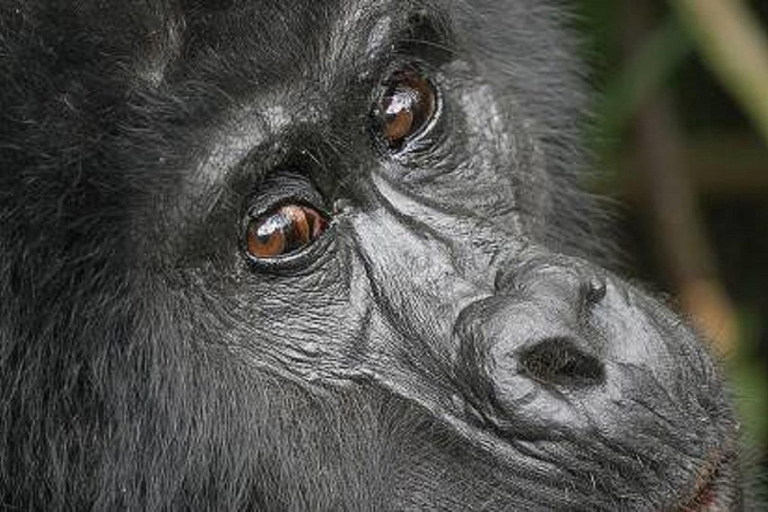 Entebbe: 4-Day Gorilla and Chimpanzee Trekking Tour